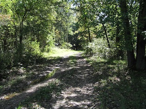 Timber Path Forgottonia